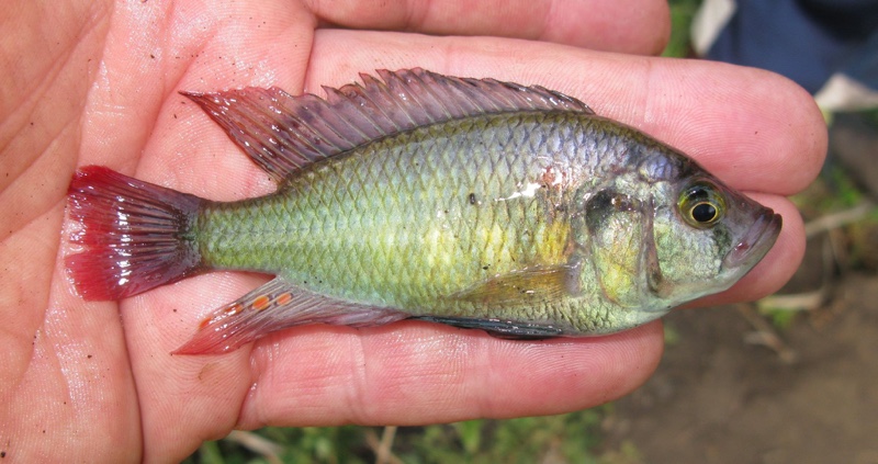 East African cichlid evolution